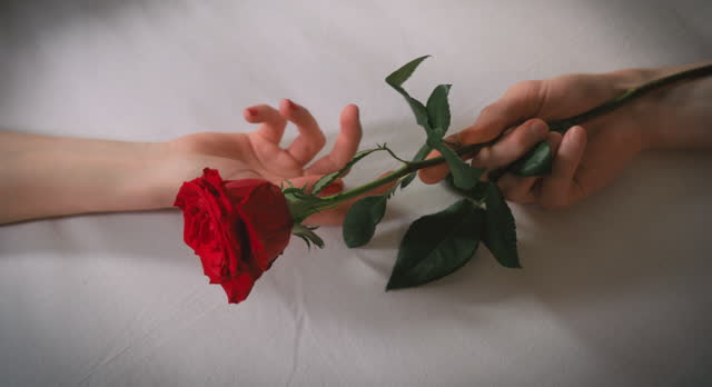 Lovers' hands touch each other. One hand passes a rose to the other.