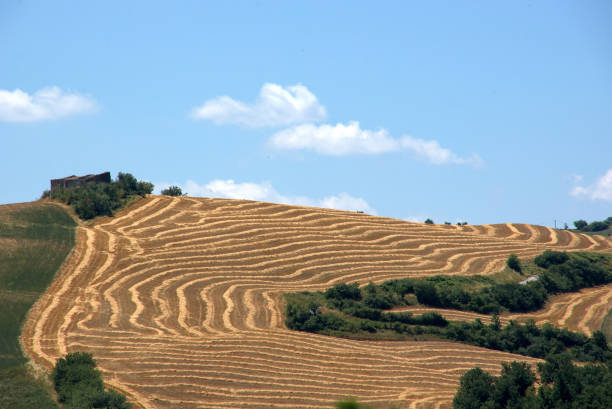 strips of straw in a hill field against the sky