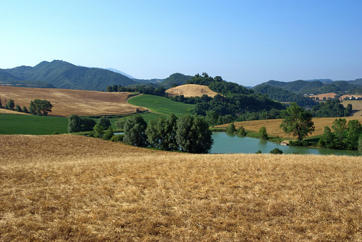 small lake among the fields of ripe wheat