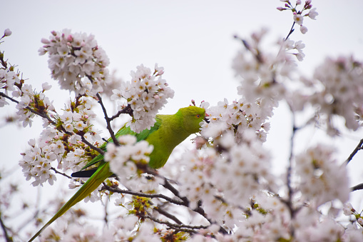 A ring-necked parakeet, also known as a rose-ringed parakeet, eats the flowers of a cherry blossom tree.