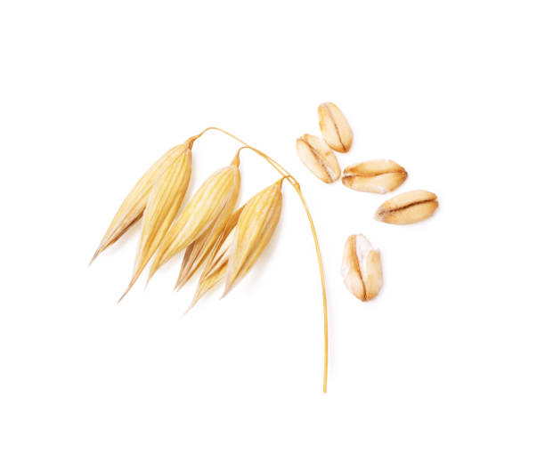 istock oats and rolled oats on a white background 2066018231