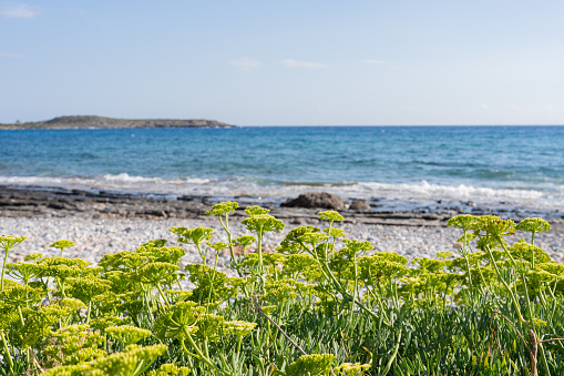 Beautiful view of a wild beach in the south of the Greek island of Crete with the Aegean Sea in the background on a beautiful summer day with plants native to the area