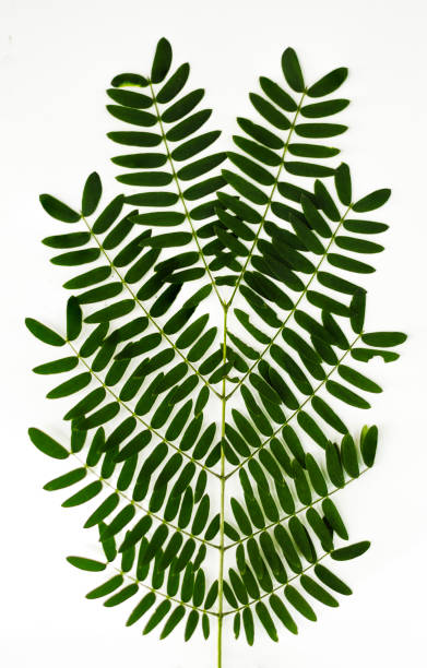istock Green leaves of a tree isolated on a white background. 2066036080