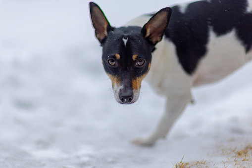 A Toy Fox Terrier gracefully traversing through snow on a wintry day.