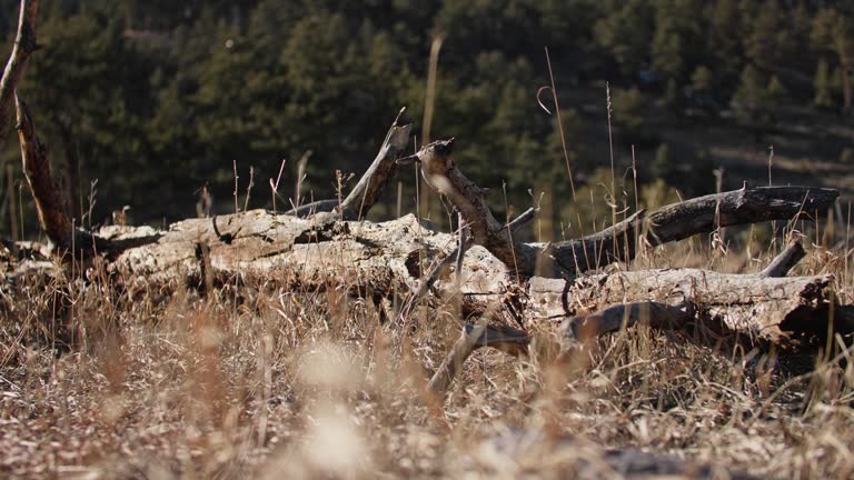 Dead Log in Boulder Colorado Natural Debris from Wildfire and Old Age