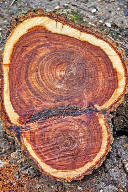 istock section of a tree trunk with beautiful annual rings 2066047342