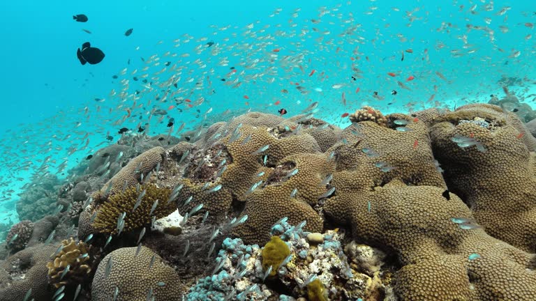 Breathtaking underwater view of colorful tiny fish and Porites reefs.