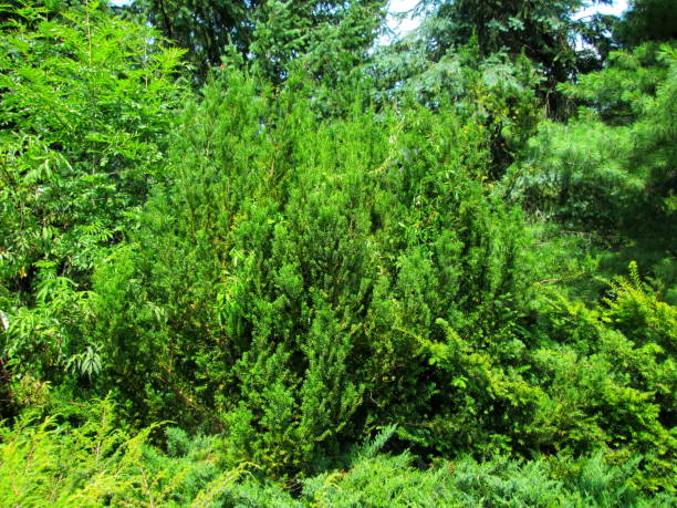istock Verdant Evergreen Shrub in Park Setting 2066047605