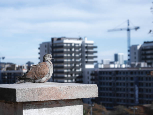Pigeon in the park, Barcelona, Spain