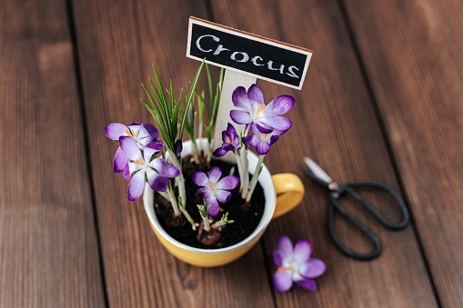purple crocuses in a yellow cup with a wooden sign on a dark wooden background, next to black scissors and a crocus flower