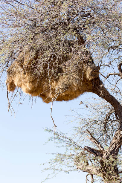 istock Photo of sociable weaver nest on tree 2066064700