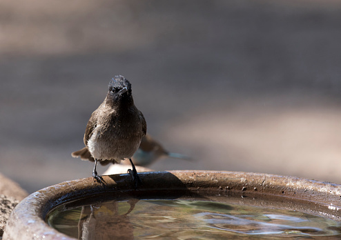 A photo of common bulbul in Southafrica