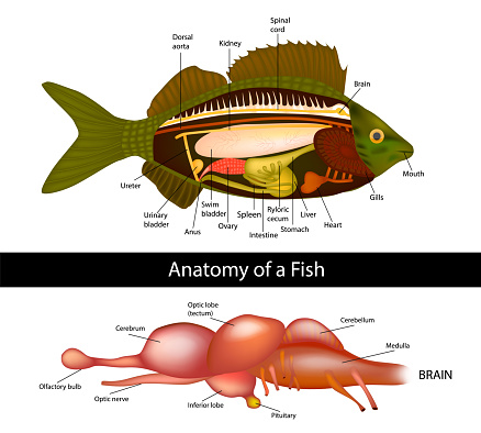 Anatomy of a fish brain of primitive fish. Fish internal organs.