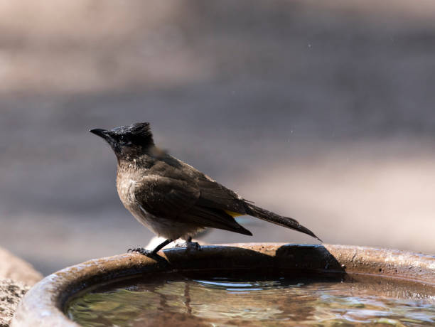 istock A photo of common bulbul 2066066812