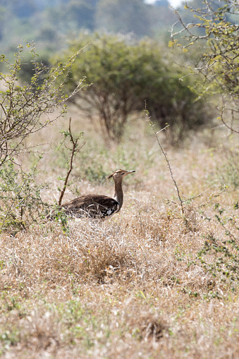 A photo of kori bustard bird in Southafrica
