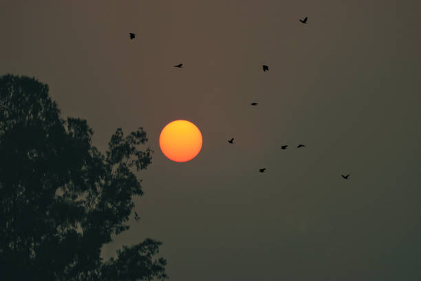 istock A flock of birds flying over the sun 2066078974