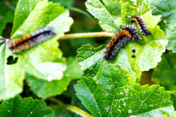 istock Pine Processionary Caterpillars on Leaf, Thaumetopoea pityocampa, Spain 2066086840