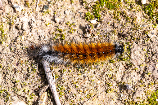A furry Pine Processionary caterpillar with distinctive markings on moss