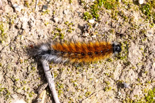 Photo of Pine Processionary Caterpillar on Mossy Ground, Spain