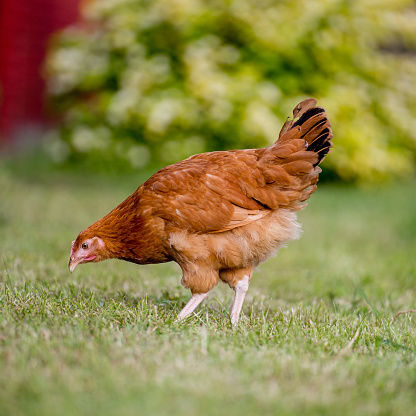 Photo of a young red hen in a summer garden, poultry for meat egg production.