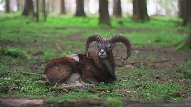 Ibex, marhur lies in forest. Spotted goat, marhoor lying in woods. Old male alpine ibex. Adult mouflon animal. Mouflon, Ovis orientalis, forest horned animal in nature habitat. Capra ibex.