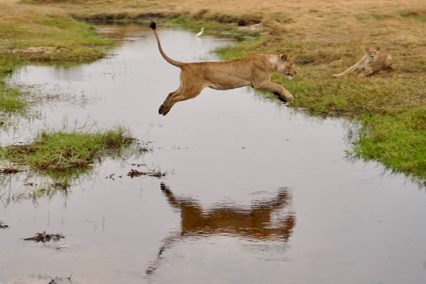 istock Lions at play & water leap 2066094776