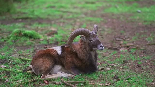 Ibex, marhur lies in forest. Spotted goat, marhoor lying in woods. Old male alpine ibex. Adult mouflon animal. Mouflon, Ovis orientalis, forest horned animal in nature habitat. Capra ibex.