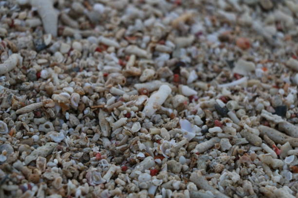istock the rock and coral on beach 2066101078
