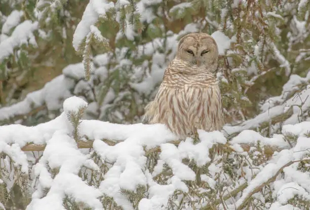 A barred owl perched in a snowy pine tree and looking.