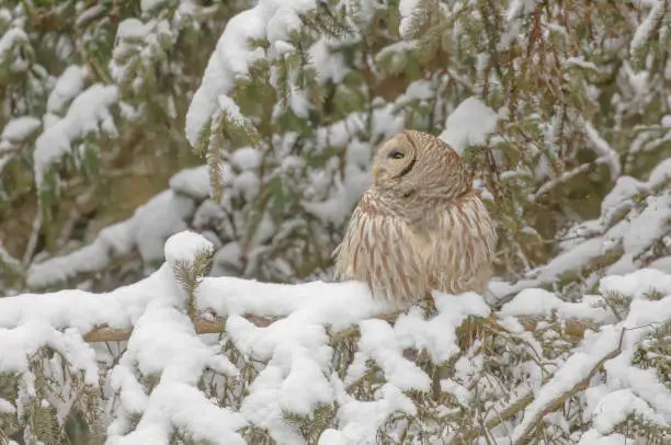 A barred owl perched in a snowy pine tree and looking.