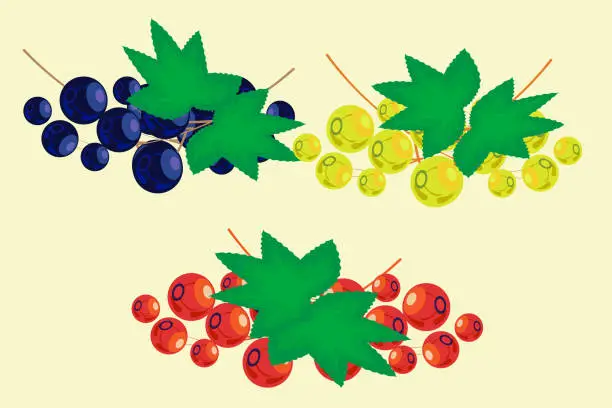 Vector illustration of currant