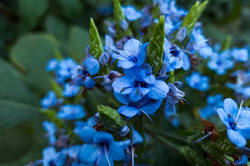 A Marco shot of Blue coloured flower. - stock photo