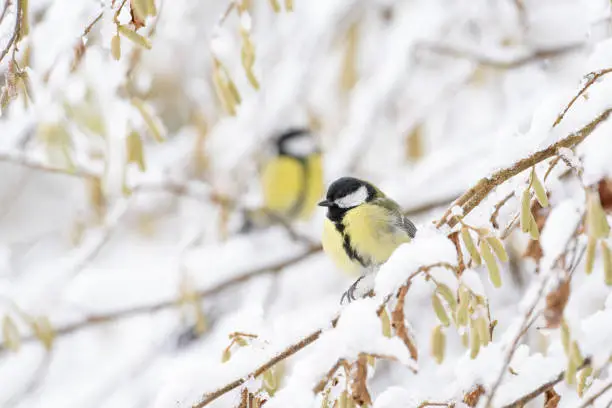 The great tit (Parus major)