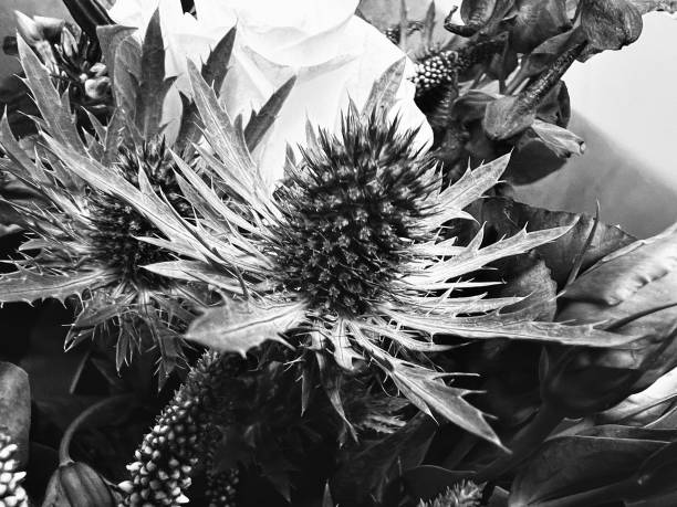 An Eryngo flower