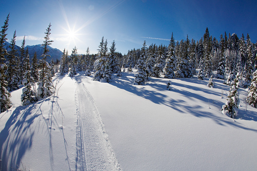 A view of a groomed fat bike mountain bike trail at the Canmore Nordic Centre Provincial Park in Alberta, Canada, in the wintertime.