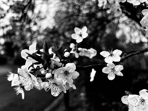 Cherry Blossom tree flowers