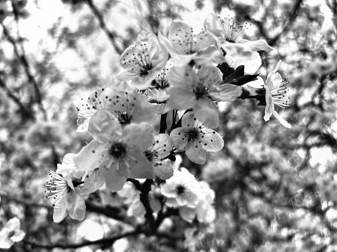 Cherry Blossom tree flowers