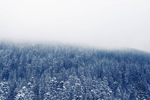 Snowfall Serenity: Tranquil Moments in the Winter Woods