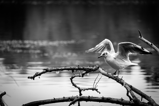 Black and white photo of a black-headed gull sitting on a branch spreading its wings