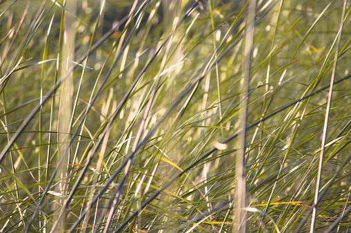 Tall grass sways in the wind on a grassy field.