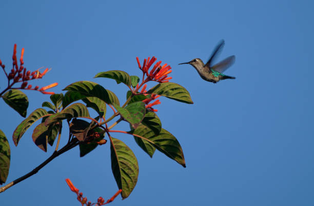 Hummingbirds survive in the forests of Cuba