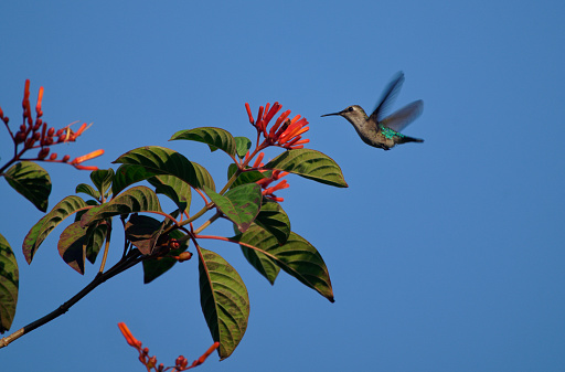 A hummingbird is perched on a branch in a tree. The bird is small and brown, and it is sitting on a thin branch. The image has a peaceful and serene mood, as the bird is in its natural habitat
