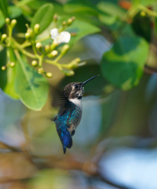 Hummingbirds survive in the forests of Cuba