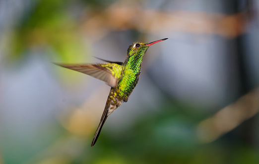 Hummingbirds survive in the forests of Cuba