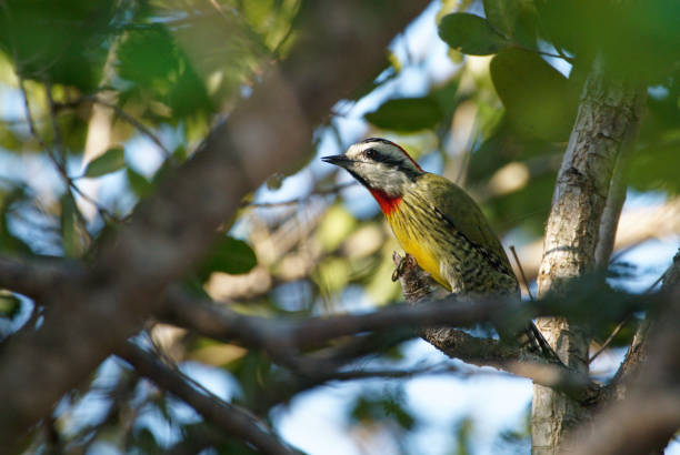 Cuban Green Woodpecker