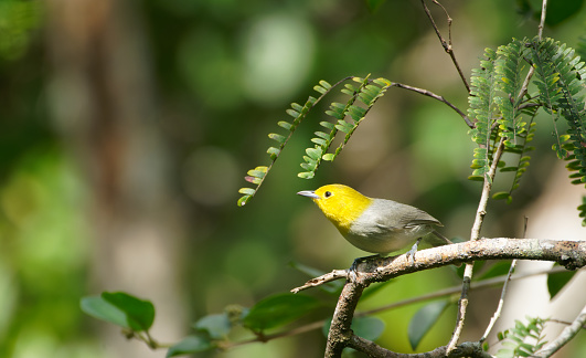 a Warbler survives in the forests of Cuba