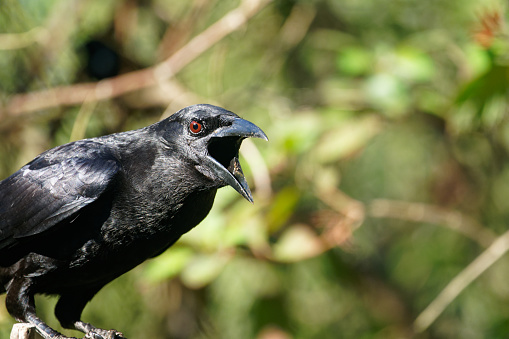 a Crow survives in the forests of Cuba
