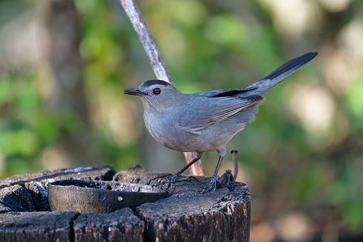a Catbird survives in the forests of Cuba