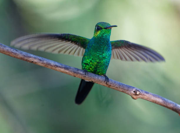 istock Cuban Emerald Hummingbird male 2066199850