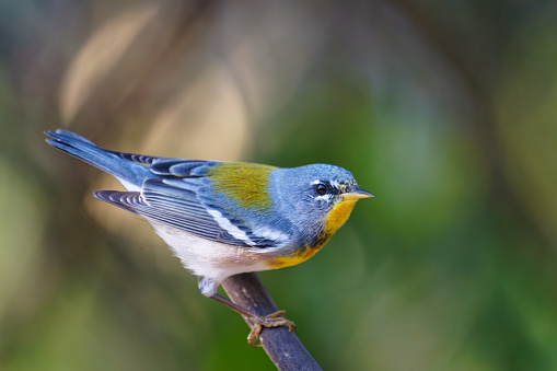a Warbler survives in the forests of Cuba